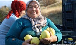 Kahramanmaraş'ta ayva hasadı