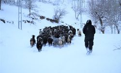 Küçükbaş hayvanların kar üzerindeki zorlu yolculuğu