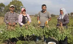 Hatay'da hasat başladı: Günde 1000 TL'ye işçi bulamıyoruz