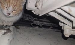 Aracın motor bölmesine giren kedi kurtarıldı