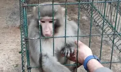 İzinsiz Rhesus maymun besleyen şahsa para cezası