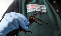 Yüzlerce tarantulayla kaçmaya çalışırken, havalimanında yakalandı