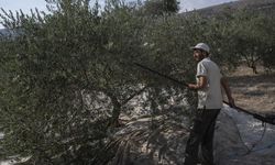 İsrail saldırıları, Lübnan halkının geçim kaynaklarından zeytin ve zeytinyağı üretimini de vurdu