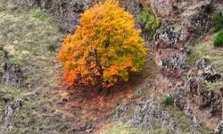 Tunceli’de, koruma altındaki yaban keçileri ile ayı dron kamerasında