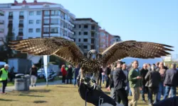 Rize'de atmaca güzellik ve beceri yarışması