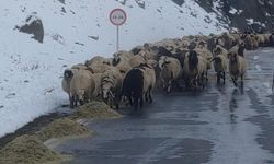 Van'da besicilerin zorlu kış mesaisi başladı