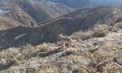 Tunceli Munzur Vadisi'nde yiyecek arayan kurt dron ile görüntülendi