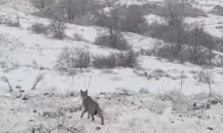 Erzincan'da kırmızı listedeki vaşak görüntülendi