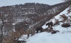 Kış uykusuna yatmayan ayı ailesi, fotoğrafçıya poz verdi