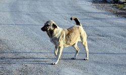 Çankaya'daki sahipsiz köpek sürüleri mahalle halkını tedirgin ediyor