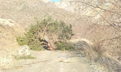 Adıyaman’da şiddetli rüzgar ağaçları devirdi, ulaşımı aksattı