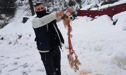 Aç kalan kurtların yediği köpekten geriye sadece iskeleti kaldı