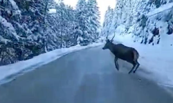 Bolu’da nadir görülen kızıl geyik karla kaplı yolda görüntülendi