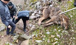 Erzincan’da yaralı kurt kurtarıldı