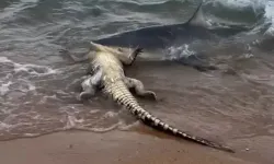 Köpekbalığı, timsahı parçaladı