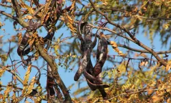 Keçiboynuzu: Akdeniz’in Doğal Enerji Kaynağı