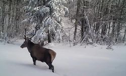 Karda yürümekte zorlanan kızıl geyik fotokapana takıldı