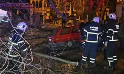 Edirne'de çürüyen ağaç otomobilin üzerine devrildi