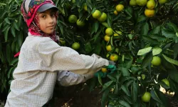 Adana'da Suriyelilerin gidişi tarım sektörünü zora sokabilir: Gitmesinler