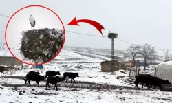 Bitlis'te köye yuva yapan leylek bu yıl da göç etmedi