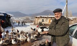 Bitki halde bulunan yaban kazı, misafir edildiği kümeste bir günde hakimiyet kurmaya çalıştı