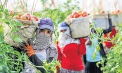 Tarım işçilerinin günlük yevmiyeleri belli oldu!