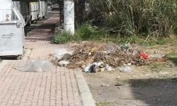Antalya'da dehşete düşüren olay: Çok sayıda ölü kedi bulundu