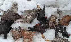 Gelincik 31 kümes hayvanını telef etti!