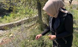 Dağlardan toplanan yabani kuşkonmaz gelir kaynağı oldu