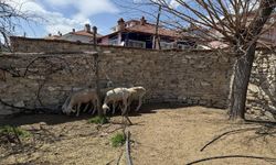 Kütahya'da sahipsiz köpeklerin saldırdığı koyunlar telef oldu