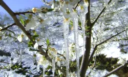 Erzincan'da zirai don tehlikesi
