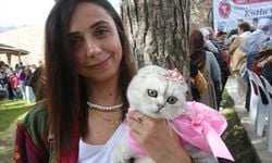 Tokat'ta kedi güzellik yarışması düzenlendi