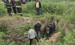 Edirne'de çukura düşen at itfaiye tarafından kurtarıldı