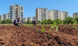 Tohumculukta dışa bağımlılığı bitirecek proje