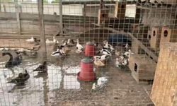 Bir evde kaçak yollarla bulundurulan 98 hayvan ele geçirildi