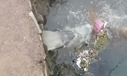 Çınarcık Belediyesine çevre kirliliği cezası uygulandı