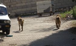 Çorum'da başıboş köpeğin saldırısına uğrayan çocuk yaralandı