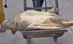 Gazze'de açlıkla savaşan insanlar, deniz kaplumbağası yiyor