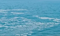 Yalova, Armutlu'da müsilaj görüldü