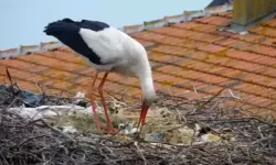 Yaren leyleğin 2 yavrusu yumurtadan çıktı