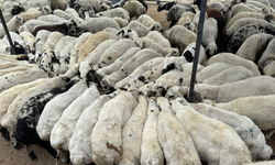 Kurbanlık alırken dikkat: Tuz ve sumak koyunları şişkin gösteriyor