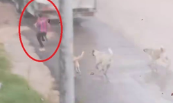 Sokak köpeği saldırısı devam ediyor! Başıboş köpekler çocuğu kovaladı