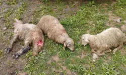 Erzincan'da içler acısı manzara: 60 koyun telef oldu!