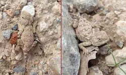 Erzincan'da görüntülendi: Her bakan göremiyor