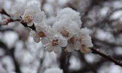 Zirai Don Araştırma Komisyonu ilk toplantısını yapacak