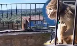 Muğla'da kaçak maymun paniği! Ekipler alarma geçti