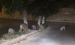 Muğla'da yaban domuzlarıyla mücadele için adım atıldı