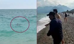 Canım Türkiyem! Köpek balığını taş atarak kovmaya çalıştılar