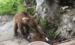 Artvin'de ayı evin kapısına kadar geldi: Çöpleri karıştırdı