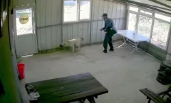 Bunun adı canilik! Bastonuyla köpeğe defalarca vurdu